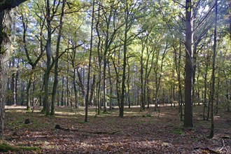 Sunlight breaking through the canopy in autumn forest, Müritz National Park, Mecklenburg-Western