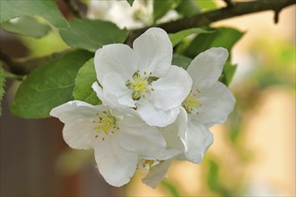 Apple blossoms (Malus), white open blossoms, Wilnsdorf, Nordrhein. Westphalia, Germany, Europe