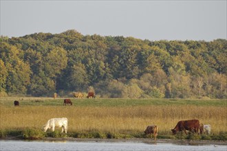 Peaceful cows grazing by a lake in front of an autumnal forest, Müritz, Müritz National Park,