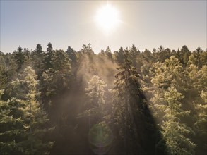 Sunlight illuminates the treetops and creates a peaceful scene, Calw, Black Forest, Germany, Europe