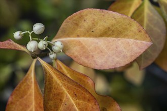 Climbing spindle bush (Euonymus fortunei), Speyer, Rhineland-Palatinate, Germany, Europe