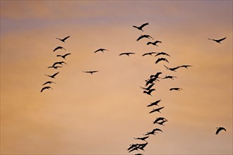 Flying bird shower in front of the evening sky, Müritz, Müritz National Park,