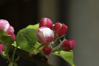 Apple blossoms (Malus), red still closed blossoms, Wilnsdorf, Nordrhein. Westphalia, Germany,