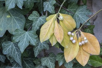 Climbing spindle bush (Euonymus fortunei), Speyer, Rhineland-Palatinate, Germany, Europe