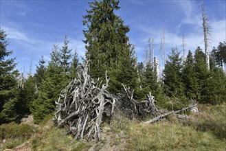 Deadwood, forest dieback in the Harz National Park, Saxony-Anhalt, Germany, Europe