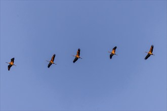 Five cranes flying in a straight line, crane (Grus grus) wildlife, Vorpommersche Boddenlandschaft