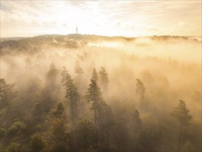 Fog-covered forests in the first light of the morning sun, Calw, Black Forest, Germany, Europe