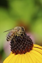 European honey bee (Apis mellifera), collecting nectar from a yellow coneflower (Echinacea