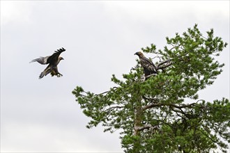 Golden eagle (Aquila chrysaetos), sitting and flying on a tree, Oulanka National Park, Kuusamo,