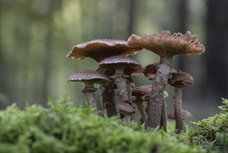 Armillaria polymyces (Armillaria ostoyae), Emsland, Lower Saxony, Germany, Europe