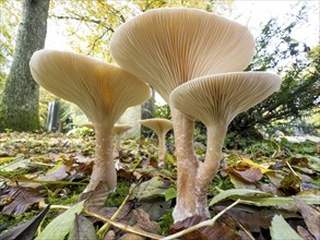 Common Funnel (Infundibulicybe gibba), photographed from the frog's perspective