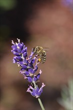 European honey bee (Apis mellifera), collecting nectar from a flower of lavender (Lavandula