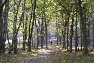 Path through autumnal forest with sunlight and sparse trees, Müritz National Park,