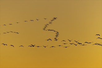 Birds flying in formation against a warm orange sky, Crane (Grus grus) wildlife, Western Pomerania