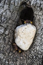 Hornets (Vespa crabro) at their den in the olive tree, Sicily, Italy, Europe