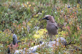 Eurasian jay (Garrulus glandarius), Oulanka National Park, Kuusamo, Lapland, Finland, Europe