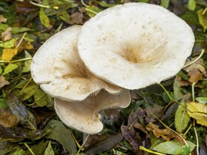 Common Funnel (Infundibulicybe gibba)