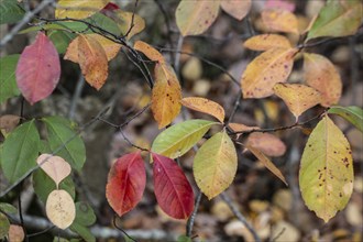 Autumn foliage of black cherry (Prunus serotina), Emsland, Lower Saxony, Germany, Europe