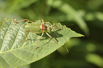 Steppe saddle grasshopper, steppe saddle grasshopper (Ephippiger ephippiger), long-fingered