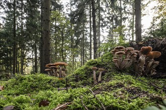 Armillaria polymyces (Armillaria ostoyae), Emsland, Lower Saxony, Germany, Europe