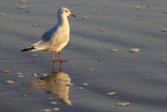 Black-headed Black-headed Gull, Usedom, September, Mecklenburg-Western Pomerania, Germany, Europe