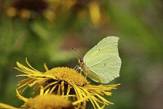 Lemon butterfly (Gonepteryx rhamny) on a yellow flower of a Great Telekie (Telekia speciosa),