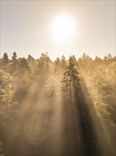 Sunbeams break through the forest and create a golden atmosphere, Calw, Black Forest, Germany,