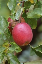 Ripe red apples hanging ready for harvest on a tree, fruit tree, orchard, North Rhine-Westphalia,