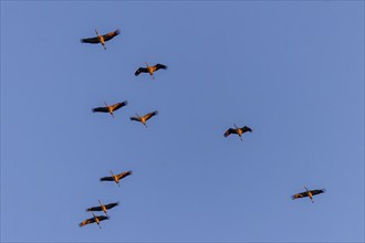 Several cranes in flight against a blue sky, crane (Grus grus) wildlife, National Park