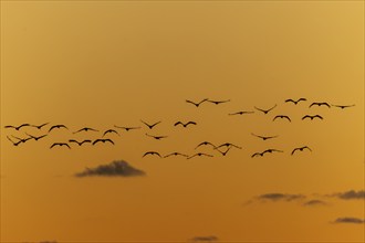 Birds hovering over an orange-coloured sky in harmonious formation, Crane (Grus grus) wildlife,