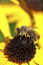 European honey bee (Apis mellifera), collecting nectar from a yellow coneflower (Echinacea