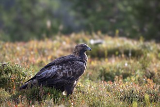 Golden eagle (Aquila chrysaetos), sitting in an autumn meadow, Oulanka National Park, Kuusamo,