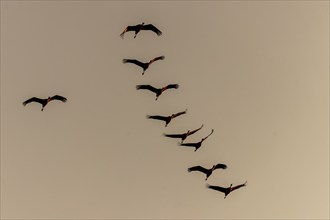 Cranes in a cloud line at dusk in the sky, Crane (Grus grus) wildlife, Western Pomerania Lagoon