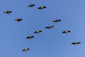 Cranes flying in perfect formation in the blue sky, Crane (Grus grus) wildlife, Western Pomerania