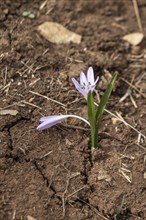 Colchicum cupanii (Colchicum cupanii), Sicily, Italy, Europe