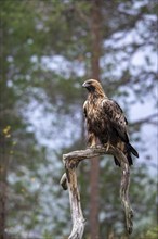 Golden eagle (Aquila chrysaetos), sitting on a branch, Oulanka National Park, Kuusamo, Lapland,