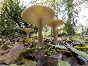 Common Funnel (Infundibulicybe gibba), photographed from the frog's perspective