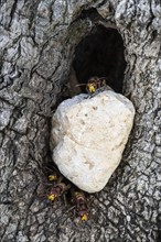 Hornets (Vespa crabro) at their den in the olive tree, Sicily, Italy, Europe