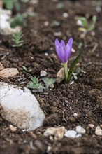 Colchicum cupanii (Colchicum cupanii), Sicily, Italy, Europe