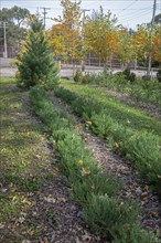 Detroit, Michigan, A giant sequoia tree (Sequoiadendron giganteum) growing at Arboretum Detroit,