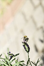 Field bumblebee (Bombus pascuorum) on a flower of lavender (Lavandula angustifolia), minimalist