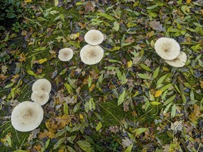 Common Funnel (Infundibulicybe gibba)