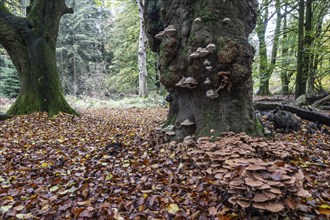 Armillaria polymyces (Armillaria ostoyae), Emsland, Lower Saxony, Germany, Europe