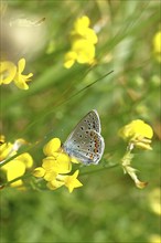 Ononis natrix blue (Polyommatus icarus), male sitting on the yellow flower of a Bird's-foot Trefoil