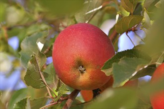 Ripe red apple hanging ready for harvest on a tree in front of a blue sky, fruit tree, orchard,