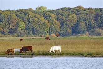 Cows grazing peacefully in a meadow near a lake surrounded by forest, Müritz, Müritz National Park,