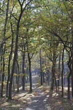 Autumnal forest path with golden leaves and play of light, Müritz National Park,