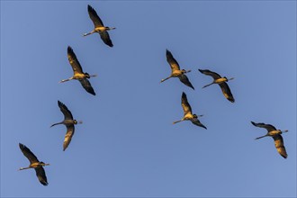 Cranes flying in a close group under a clear sky, Crane (Grus grus) wildlife, Western Pomerania