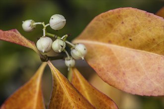 Climbing spindle bush (Euonymus fortunei), Speyer, Rhineland-Palatinate, Germany, Europe