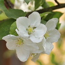 Apple blossoms (Malus), white open blossoms, Wilnsdorf, Nordrhein. Westphalia, Germany, Europe